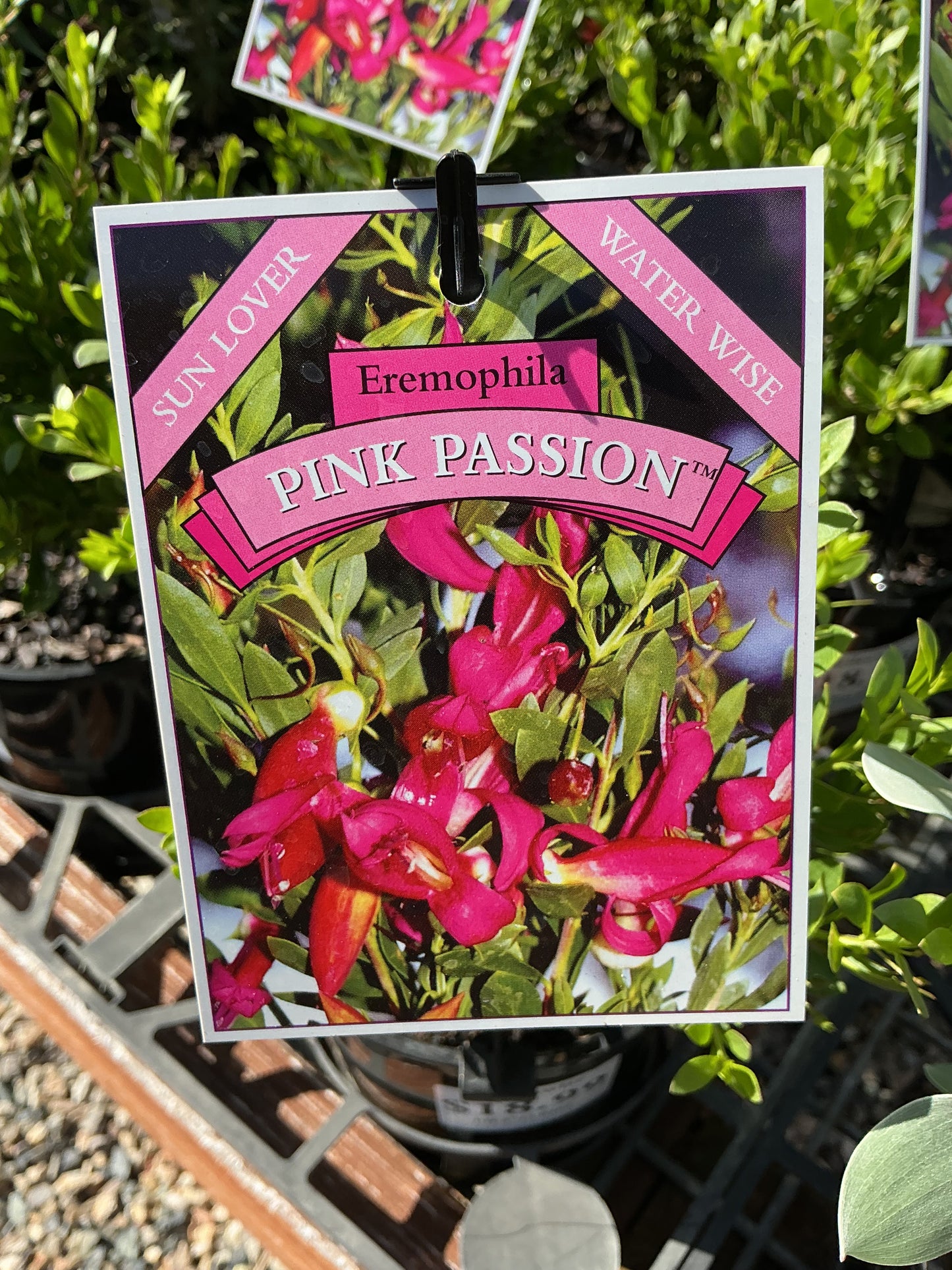Australian Native Plants