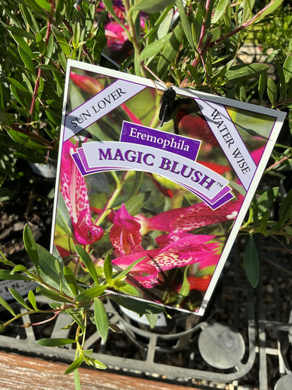 Australian Native Plants