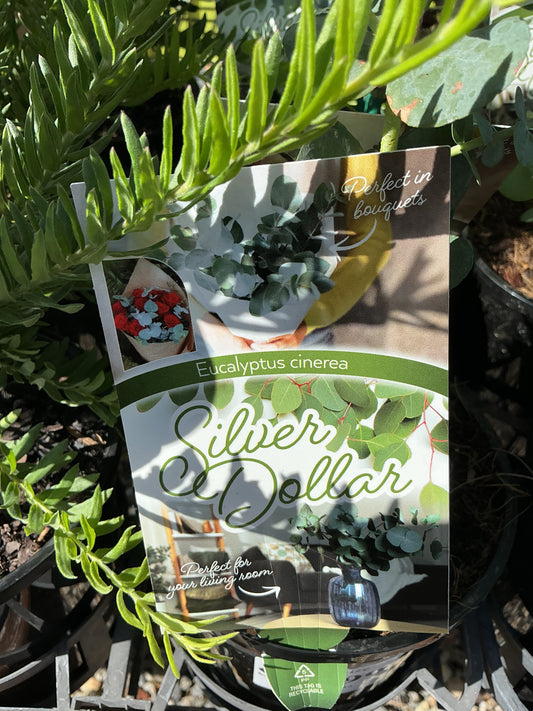 Australian Native Plants