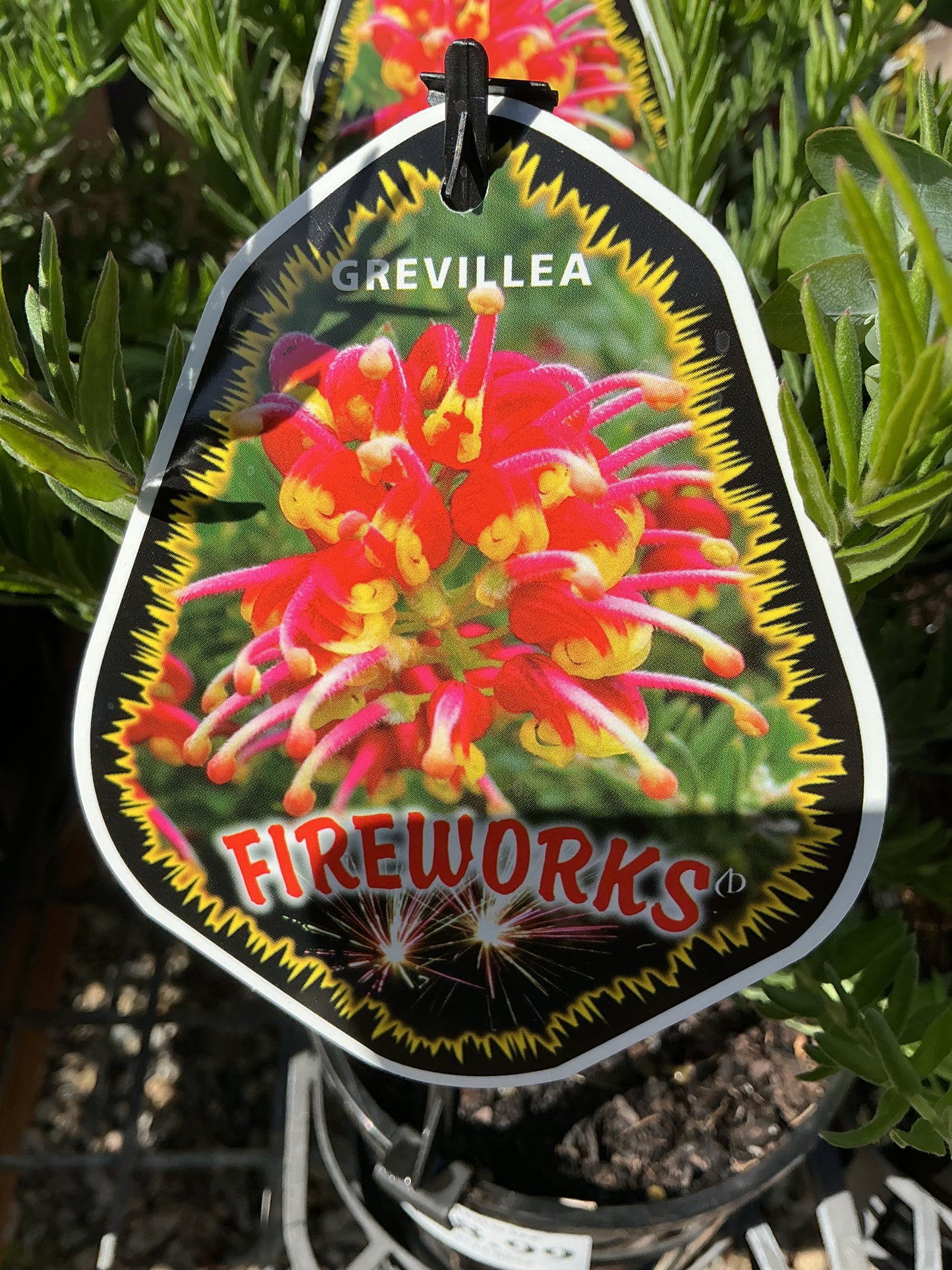 Australian Native Plants