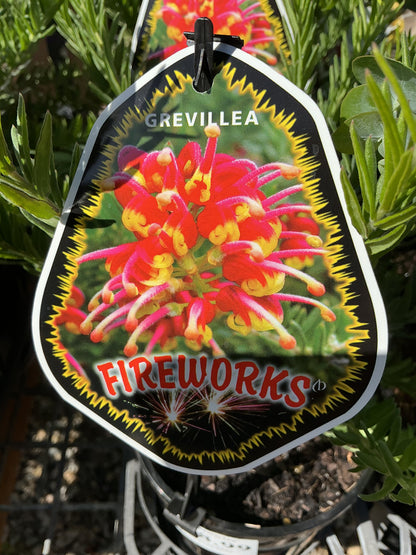 Australian Native Plants