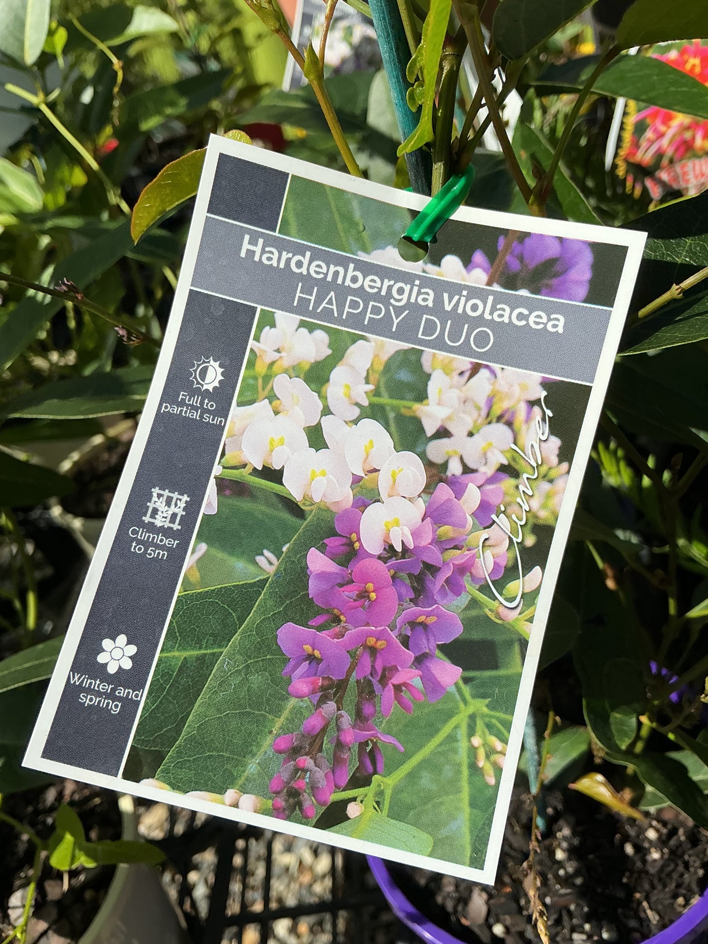 Australian Native Plants