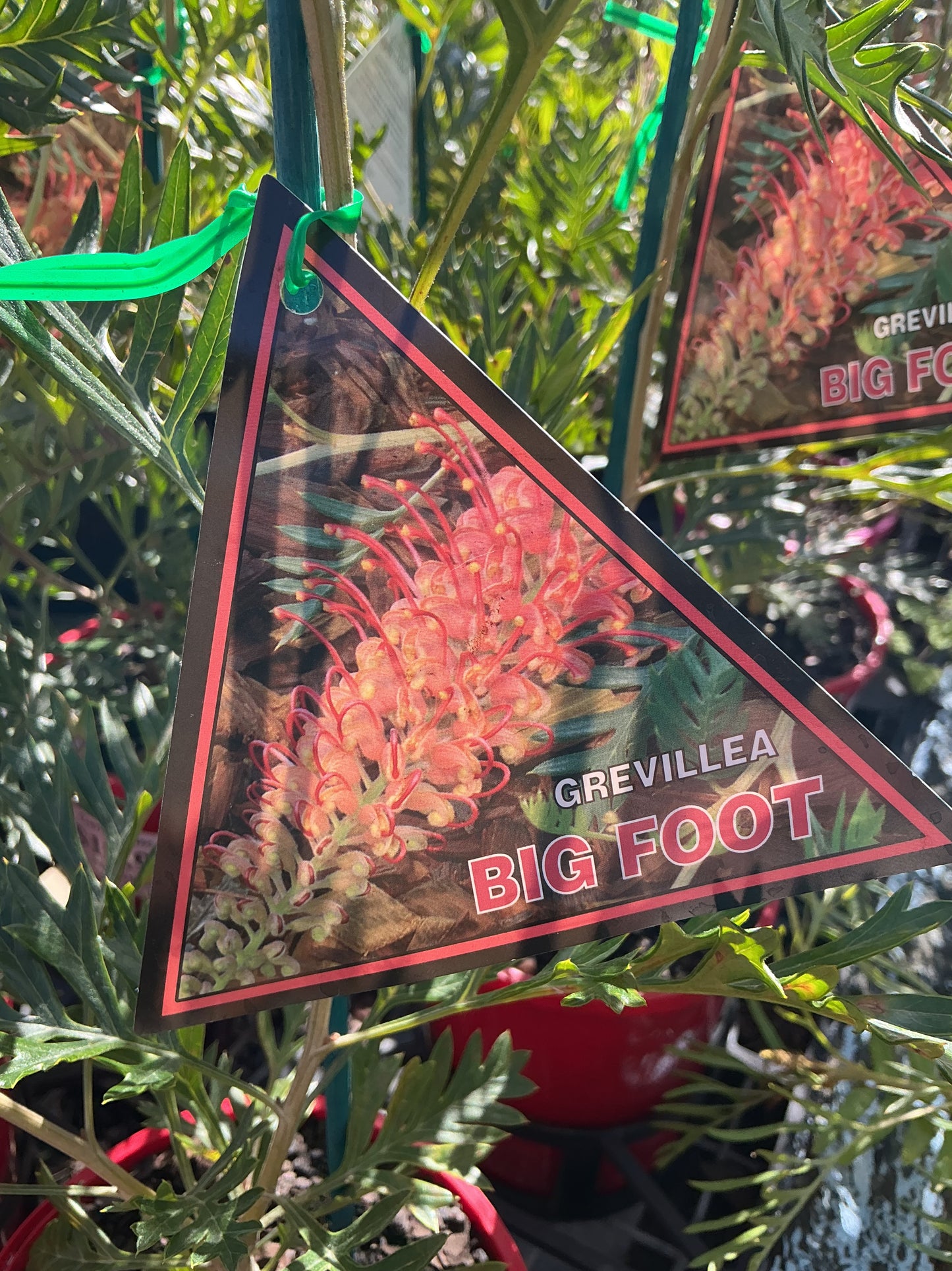 Australian Native Plants
