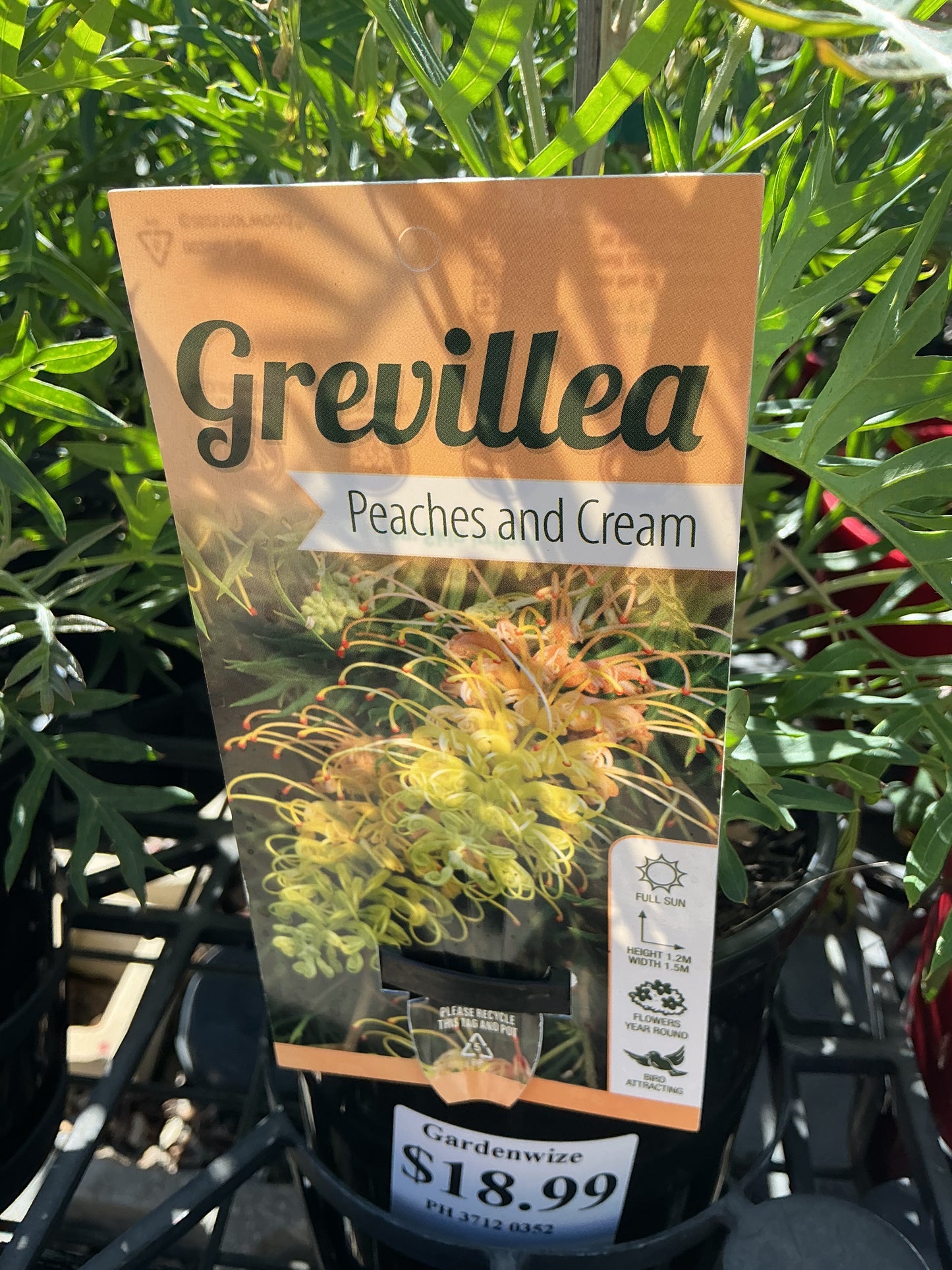 Australian Native Plants