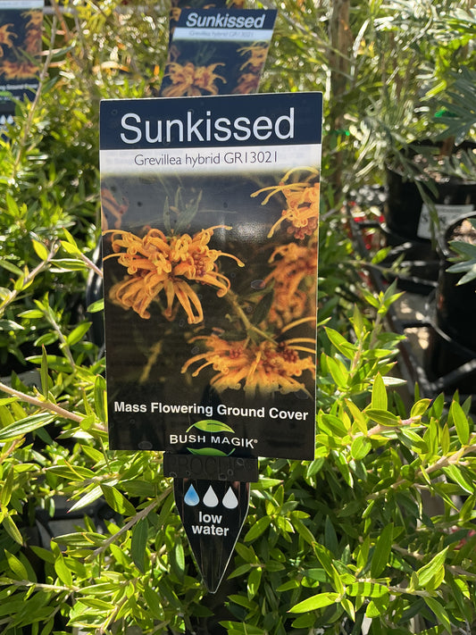 Australian Native Plants