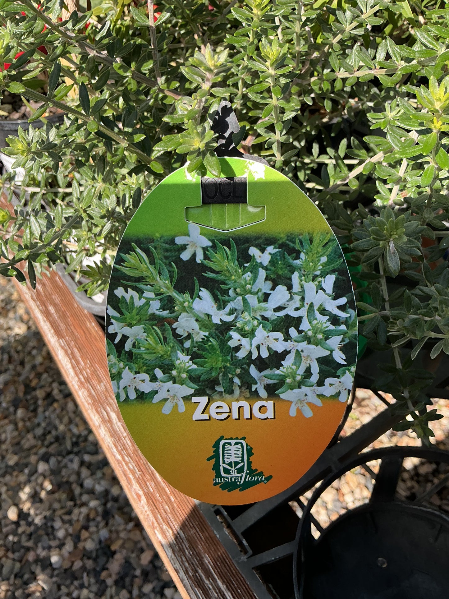 Australian Native Plants