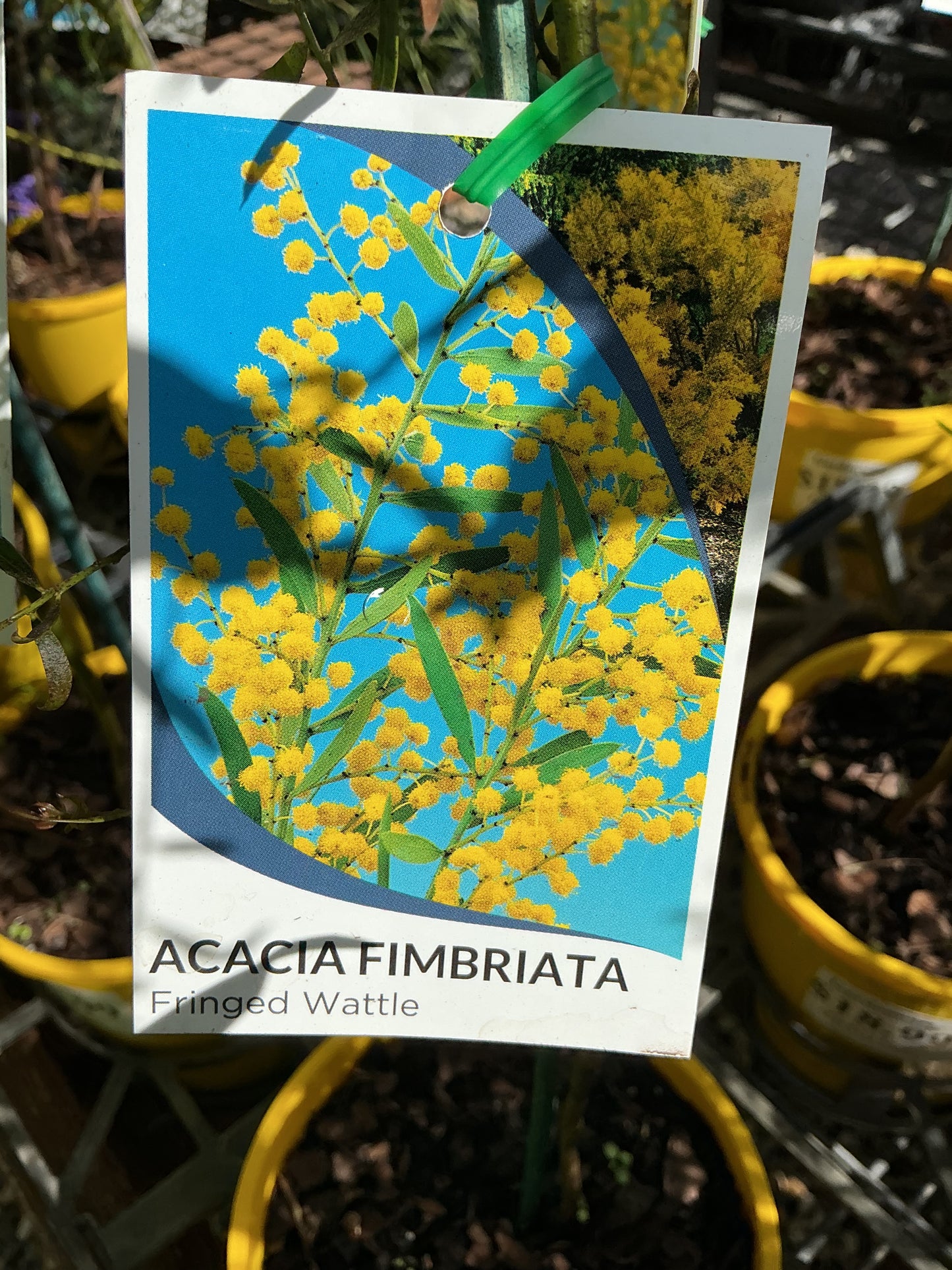 Australian Native Plants