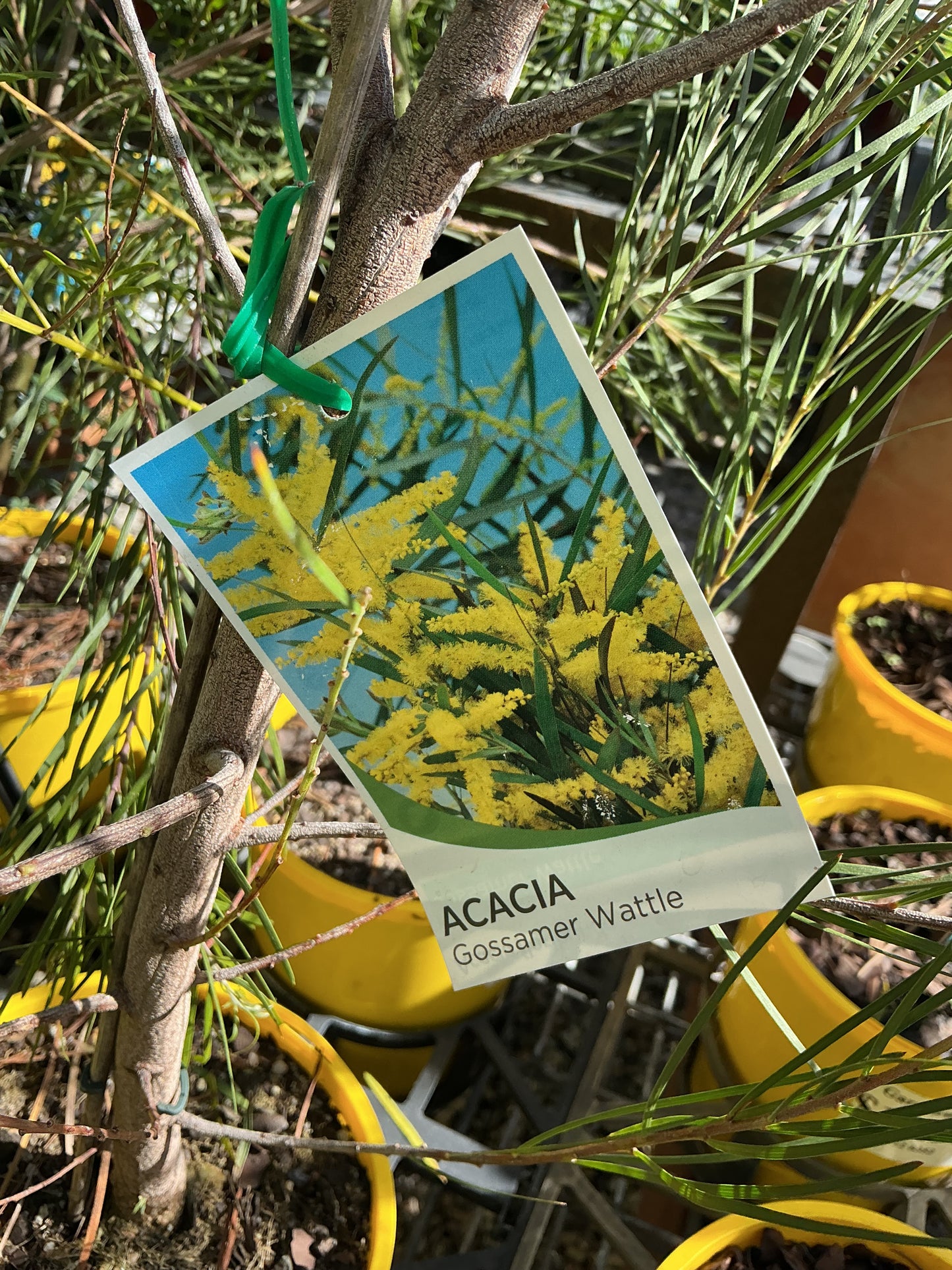 Australian Native Plants