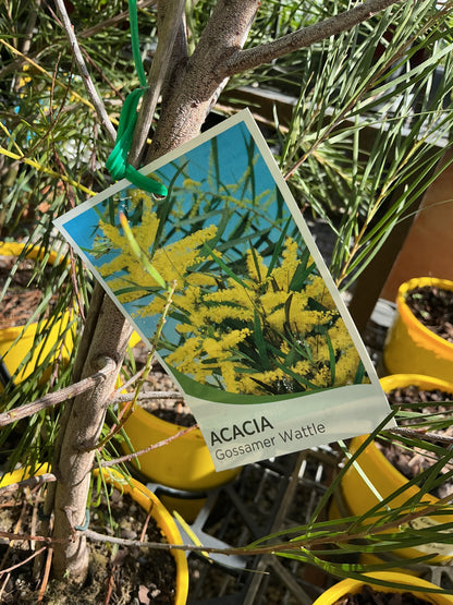 Australian Native Plants