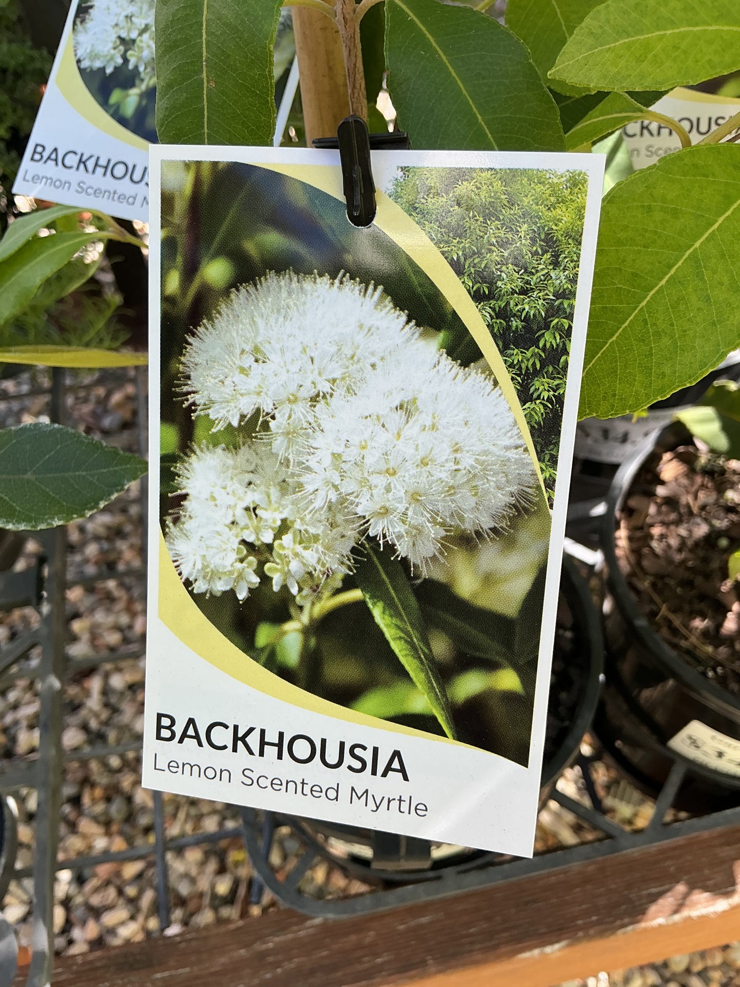 Australian Native Plants
