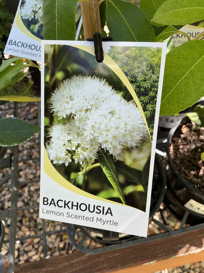 Australian Native Plants