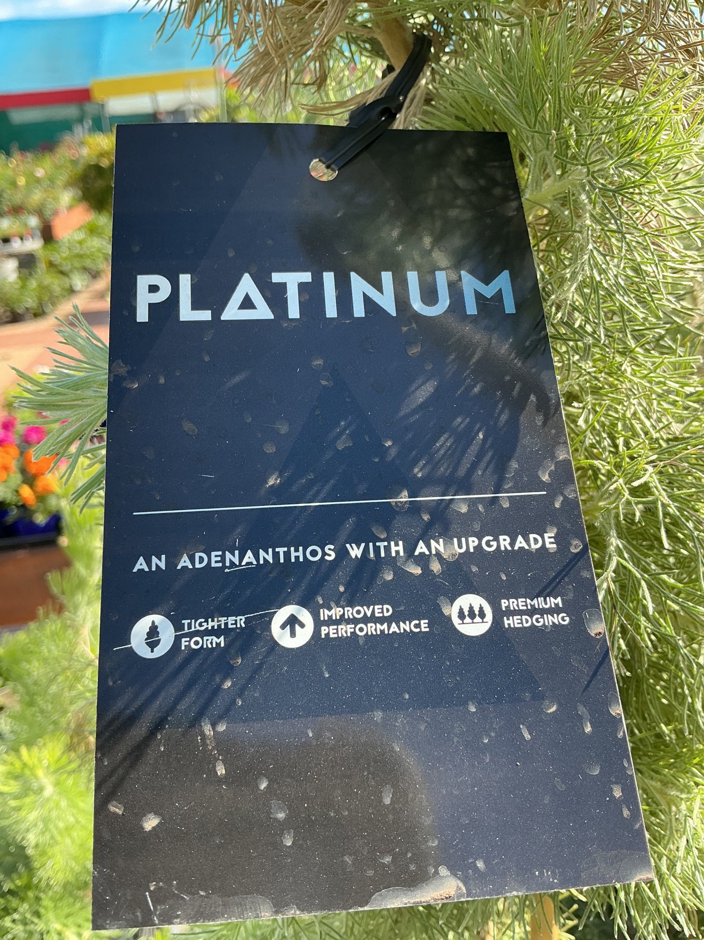 Australian Native Plants