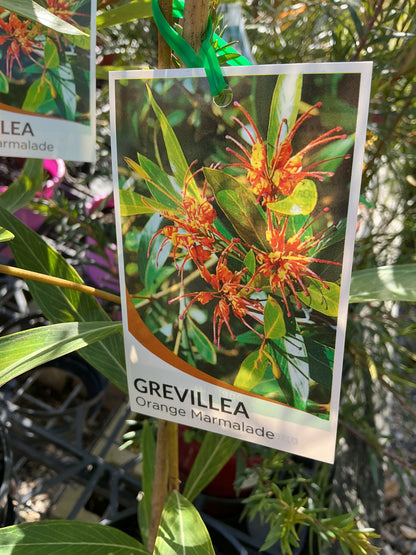 Australian Native Plants
