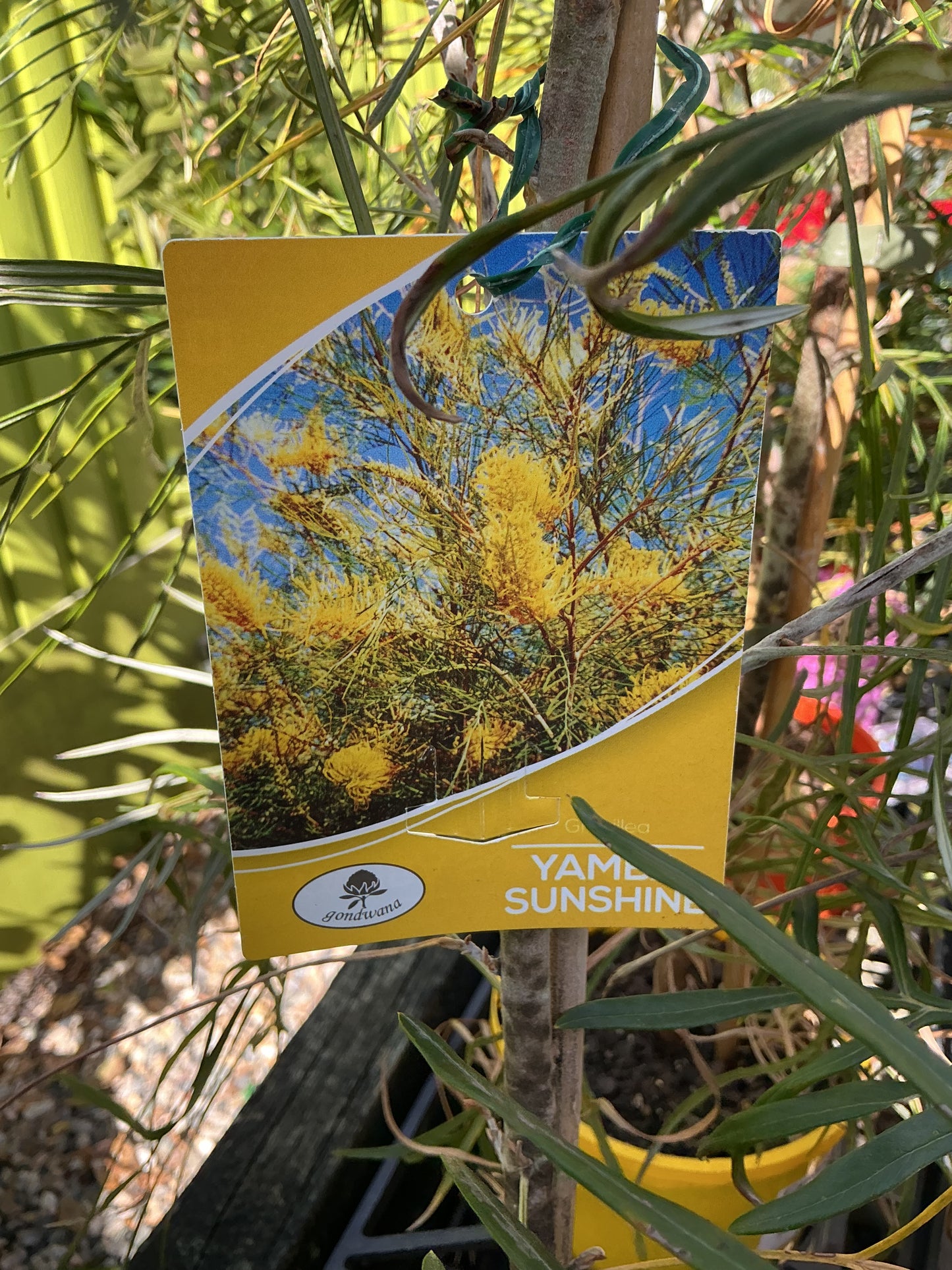 Australian Native Plants