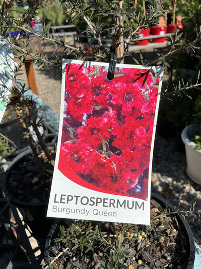 Australian Native Plants