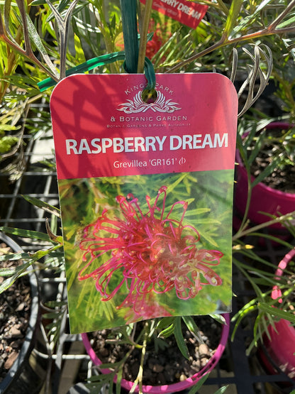 Australian Native Plants
