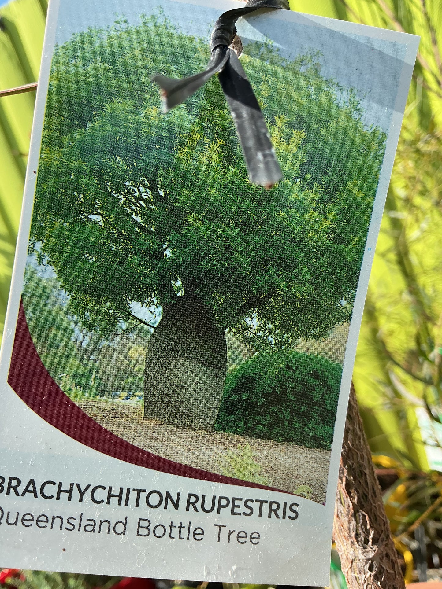 Australian Native Plants