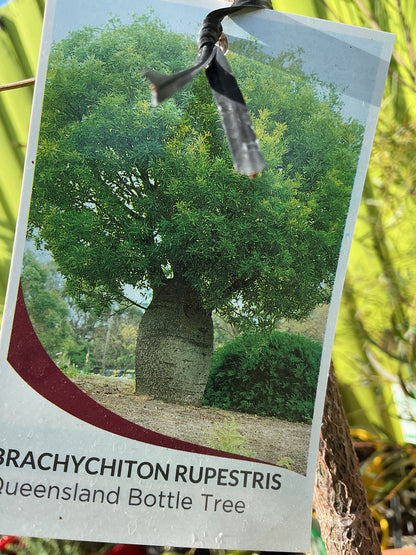 Australian Native Plants