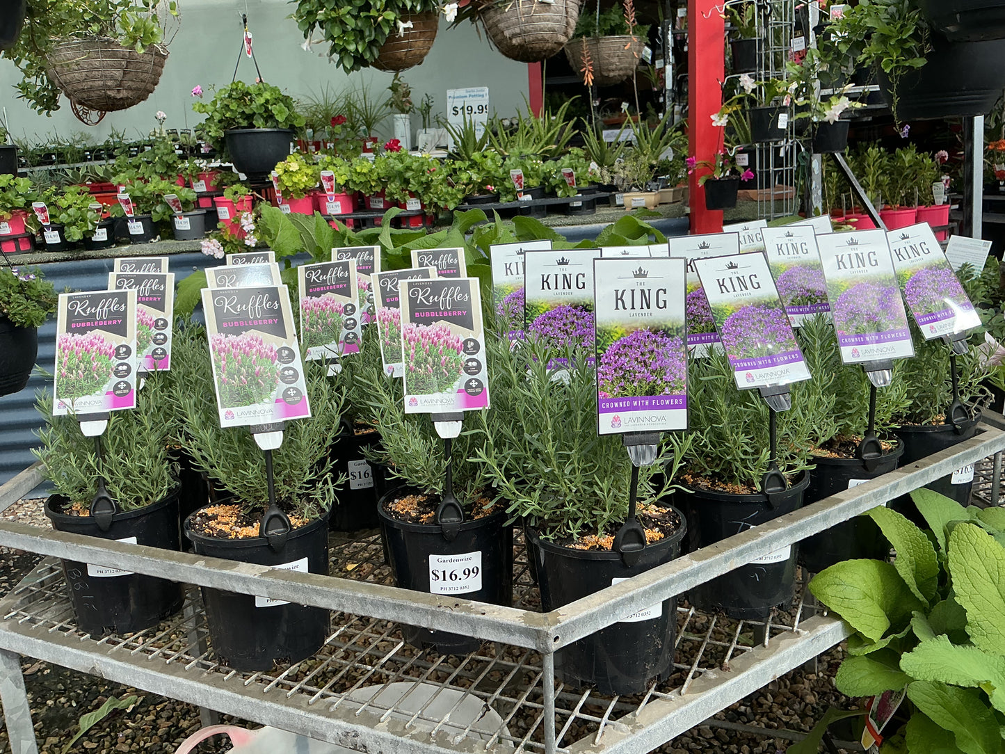 Lavender