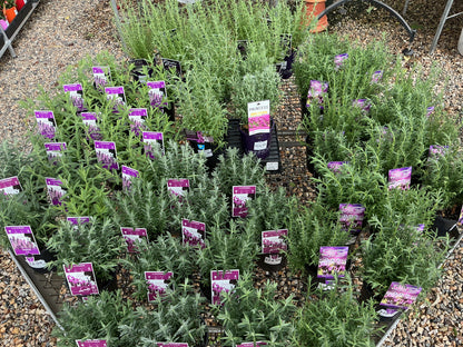 Lavender