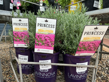 Lavender
