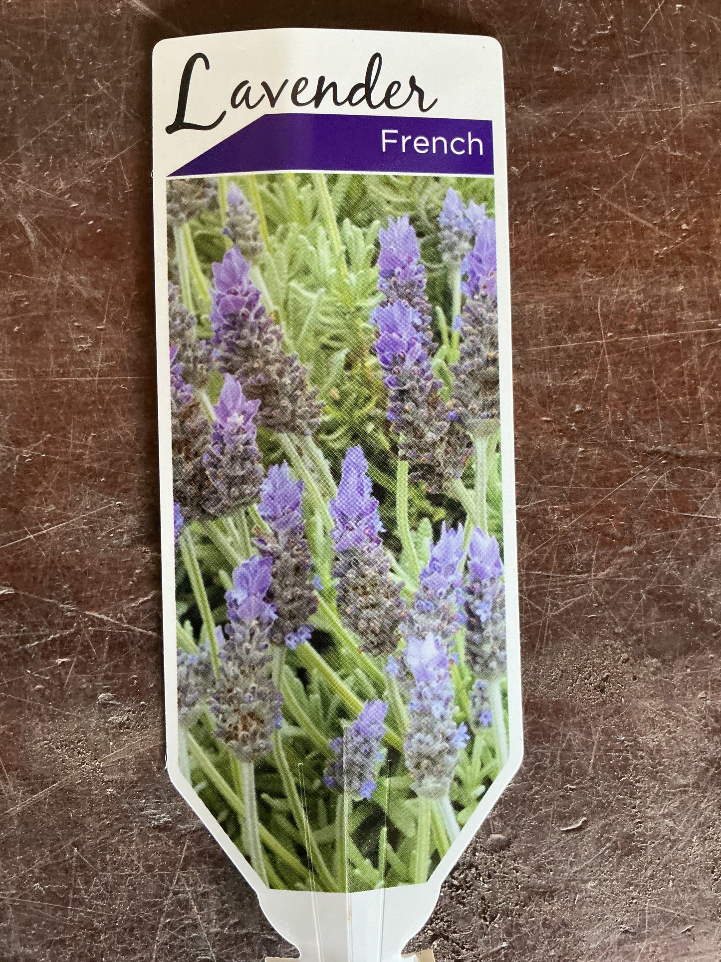 Lavender