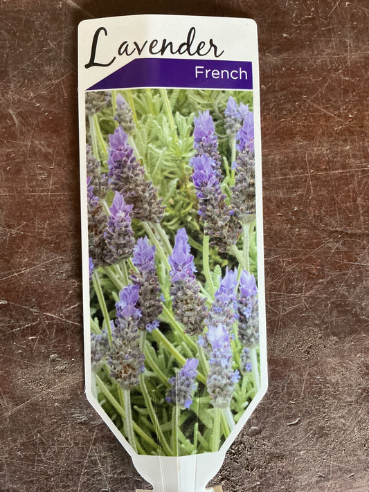 French Lavender