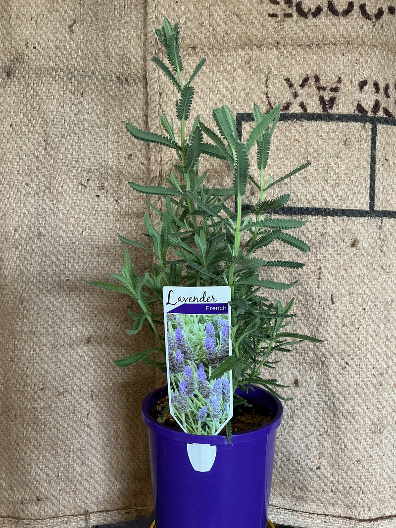 French Lavender
