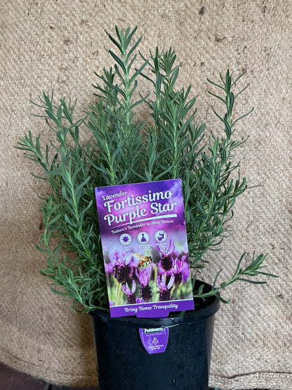 Lavender