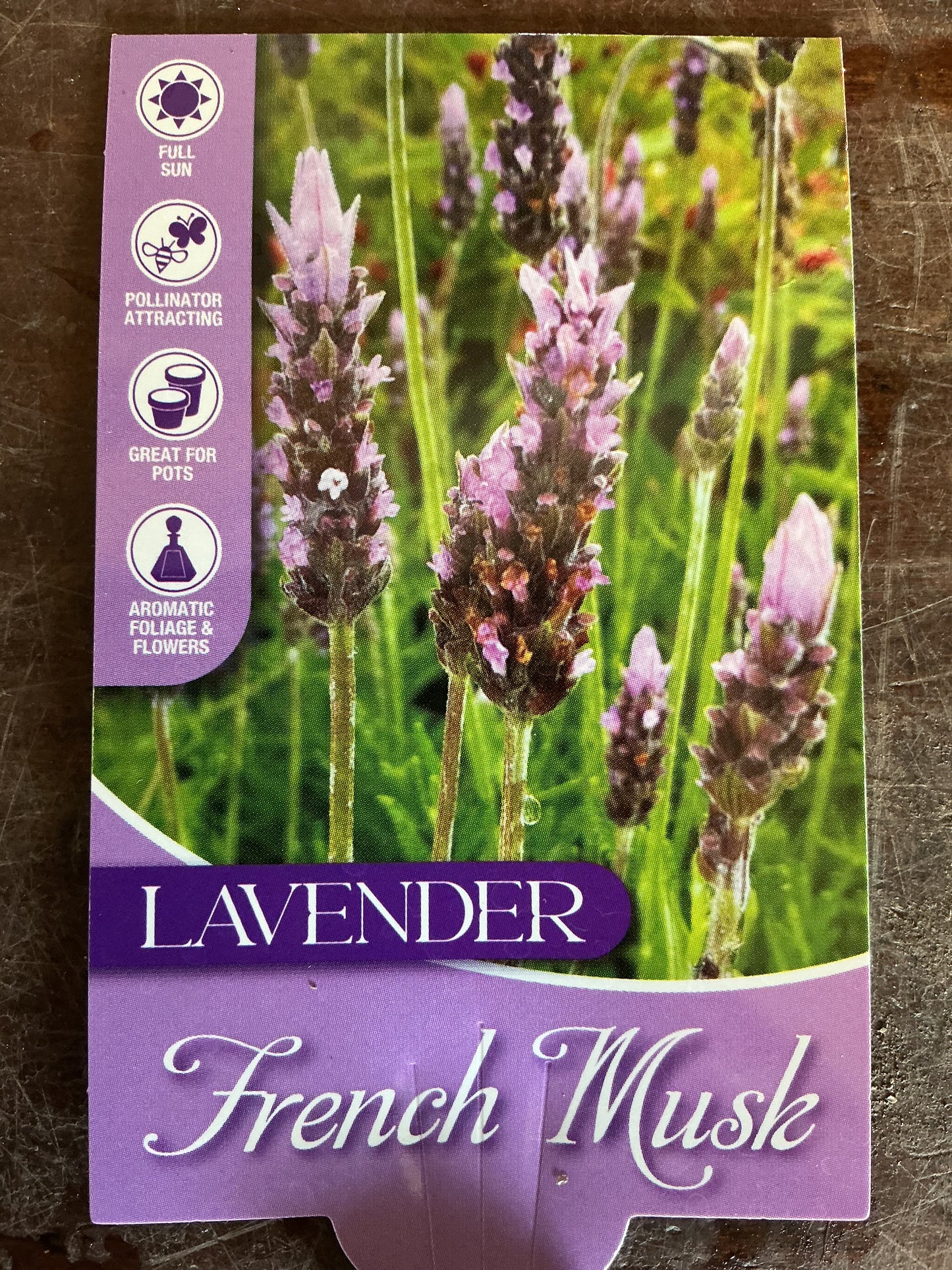 Lavender