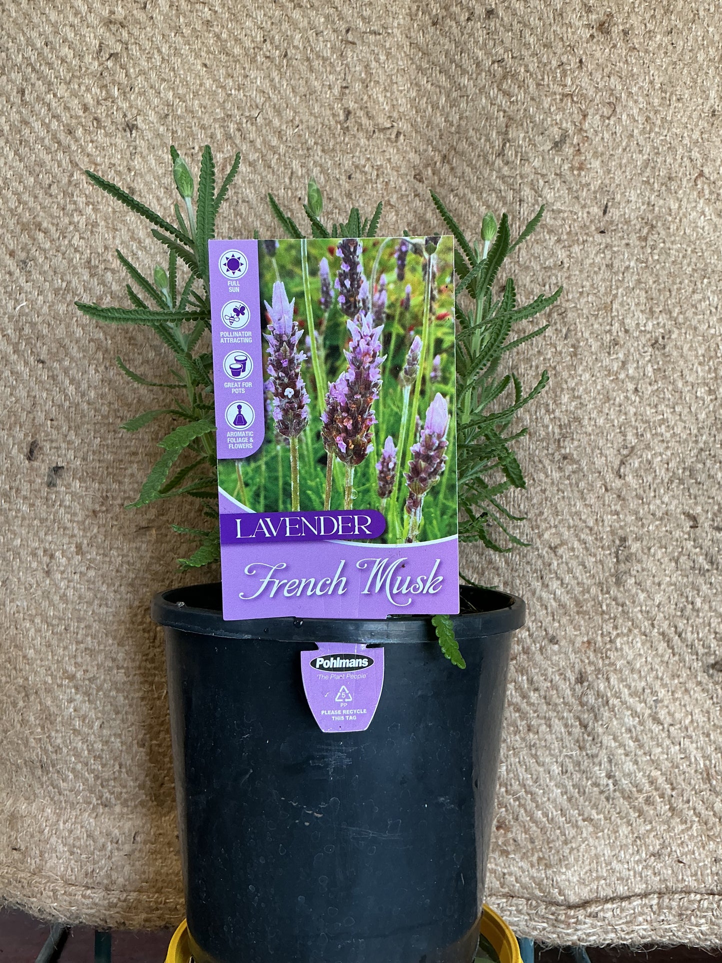 Lavender