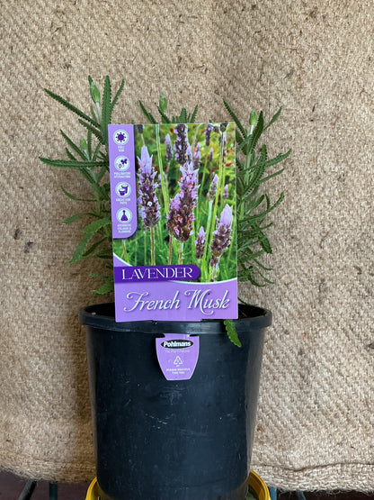 Lavender