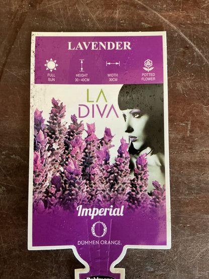 Lavender