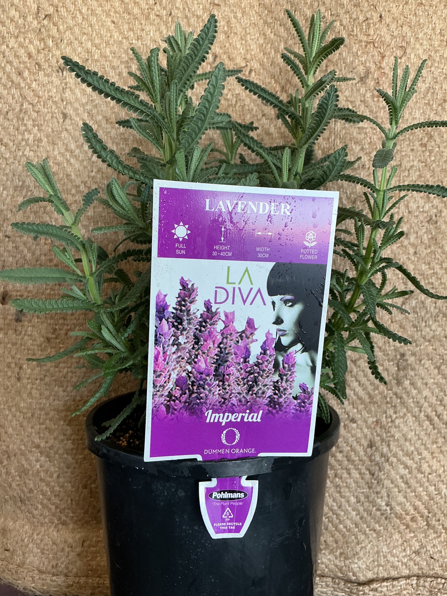 Lavender