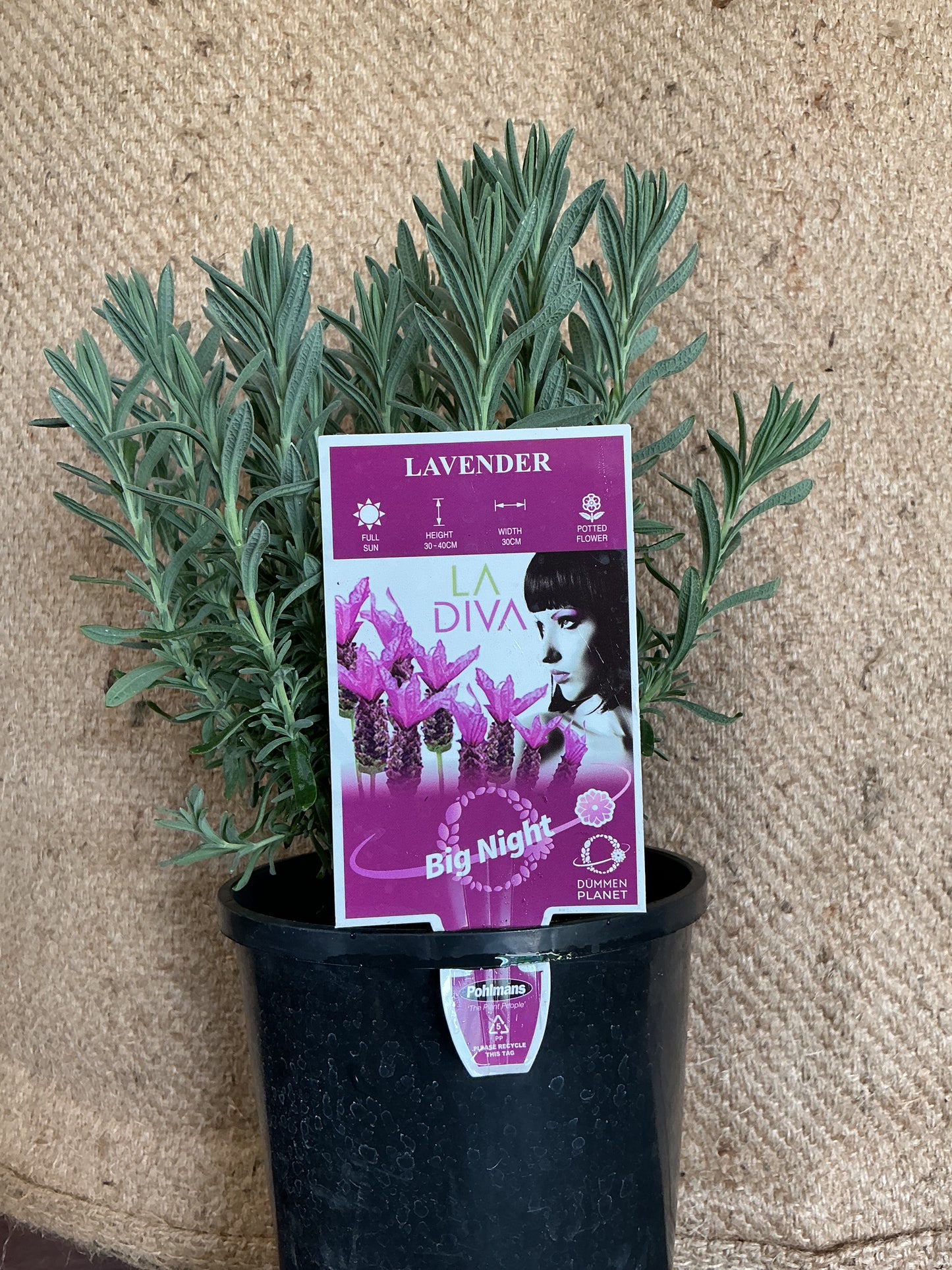Lavender