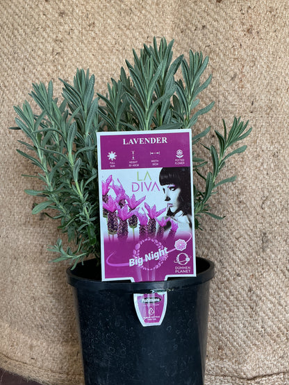 Lavender