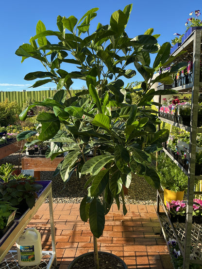 Native Gardenia