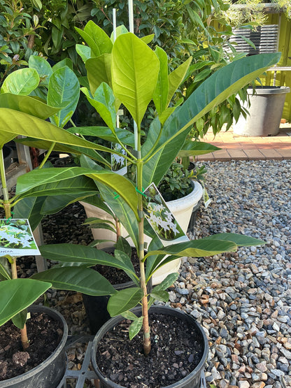 Native Gardenia