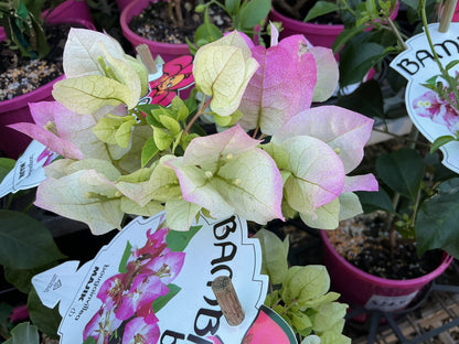 Bougainvilleas
