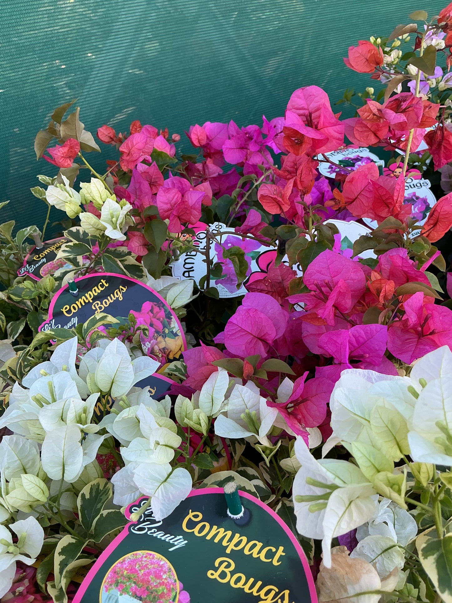 Bougainvilleas