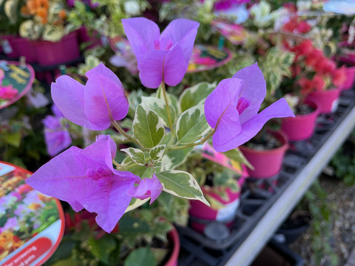 Bougainvilleas
