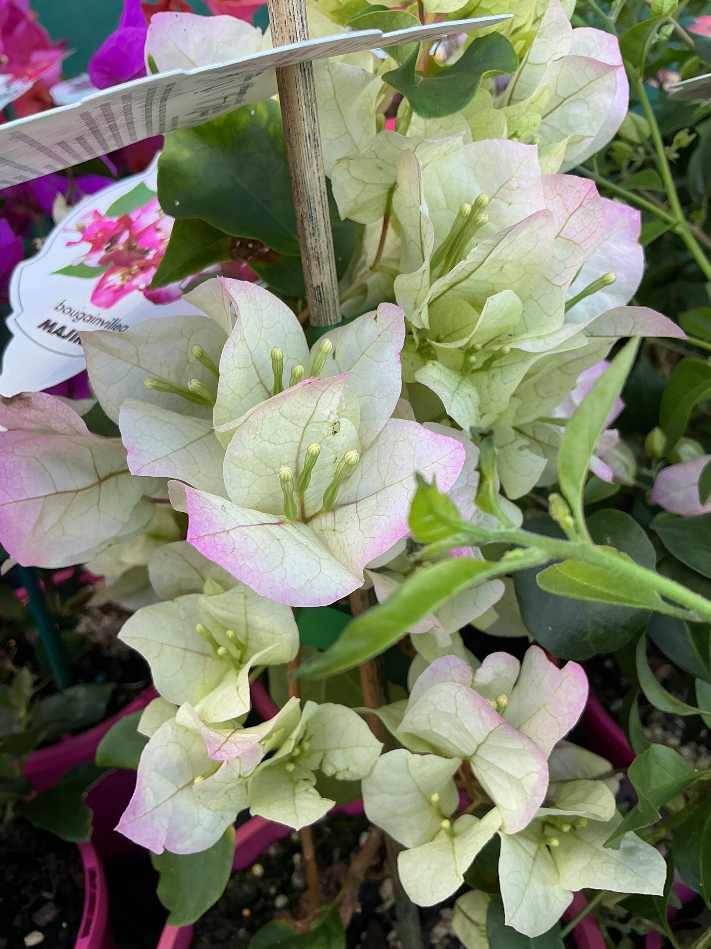 Bougainvilleas