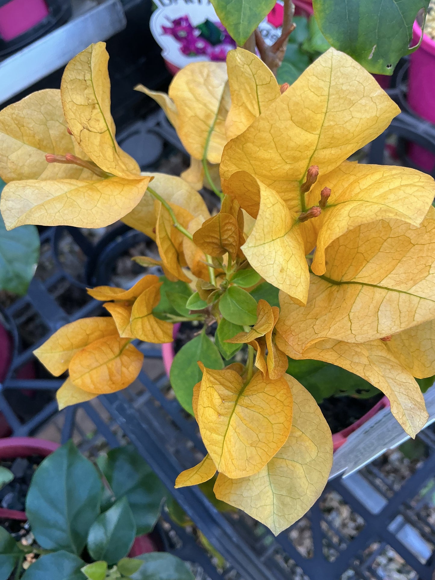 Bougainvilleas