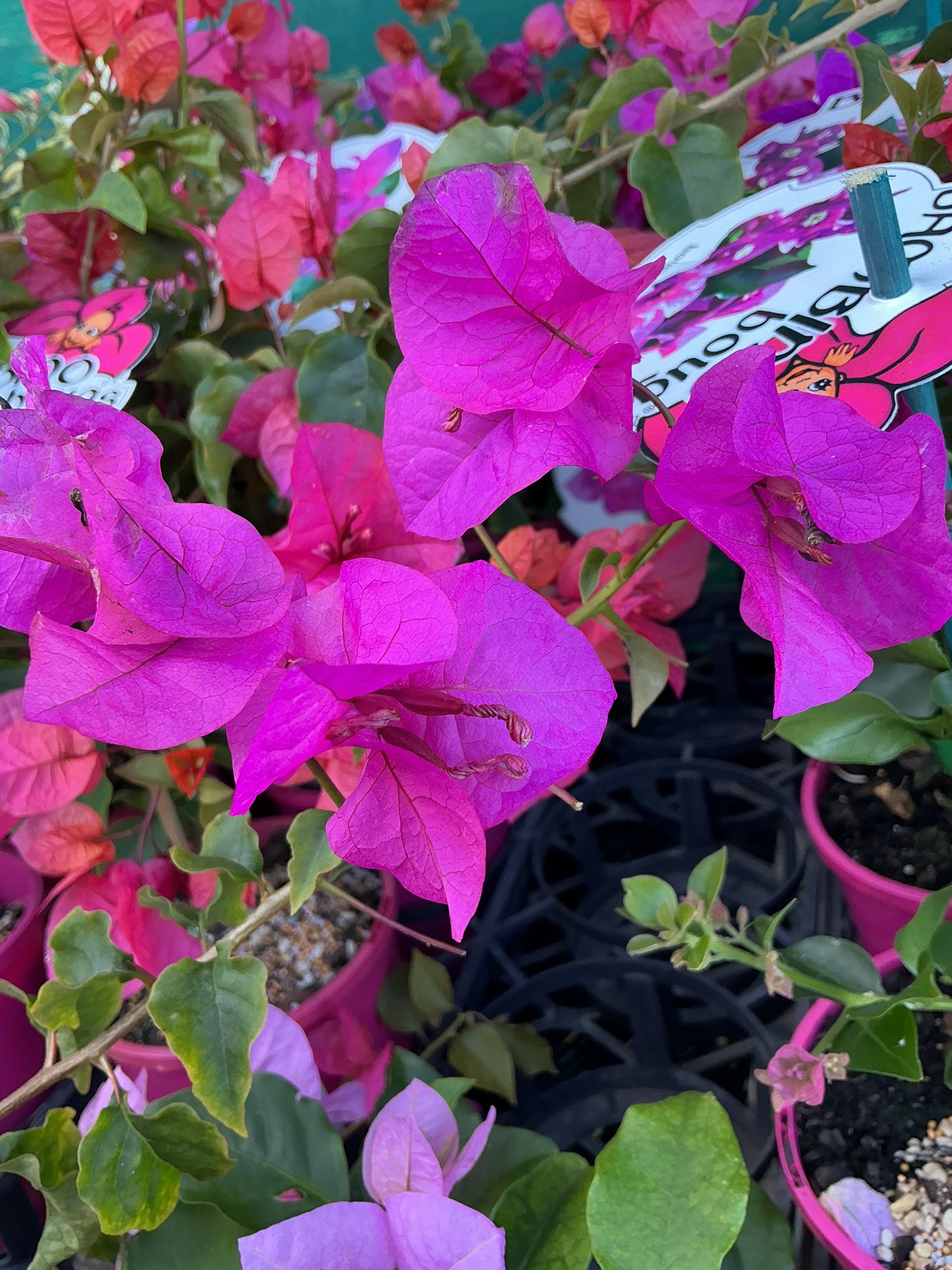 Bougainvilleas