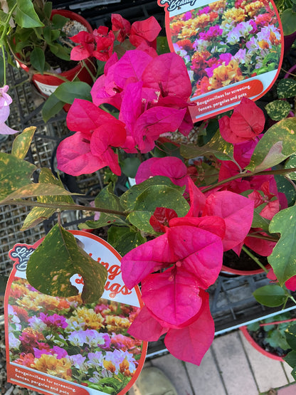 Bougainvilleas