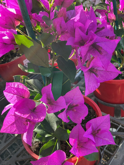 Bougainvilleas