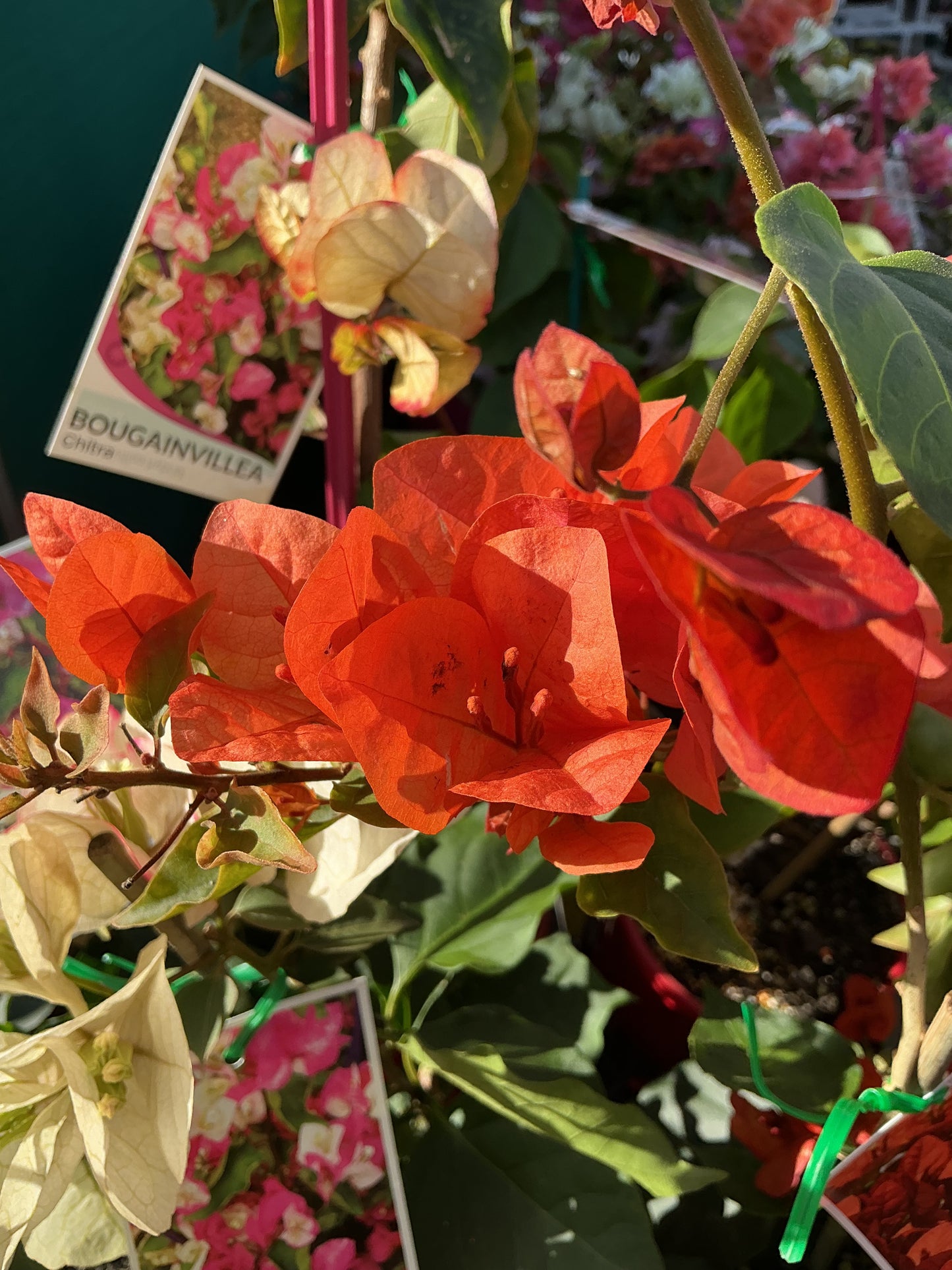 Bougainvilleas