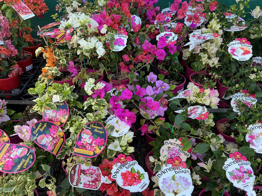 Bougainvilleas
