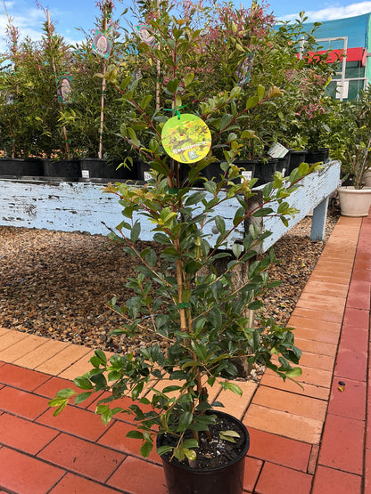 Lilly Pilly Resilience