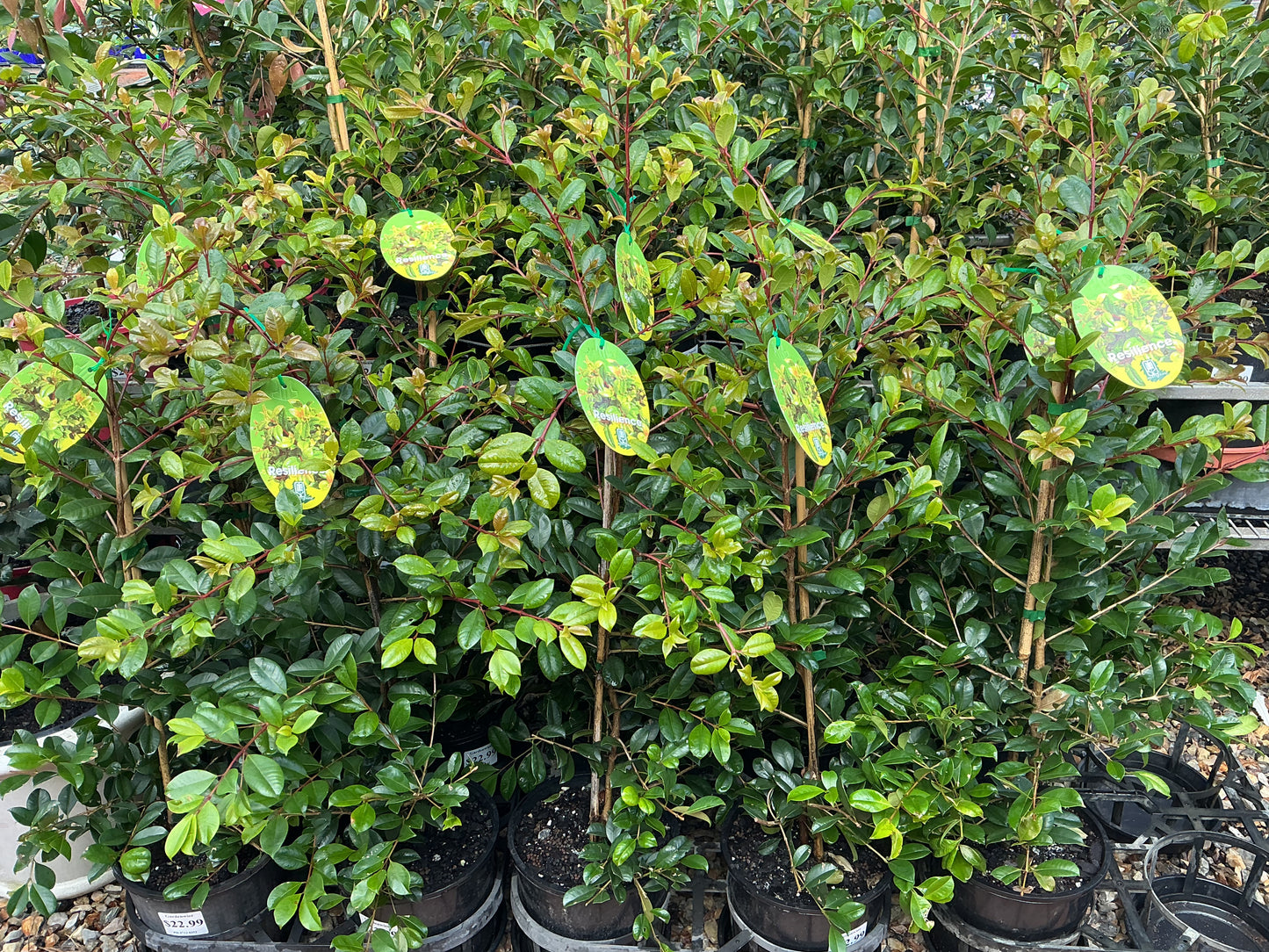 Lilly Pilly Resilience 200mm 10-Pack Bundle